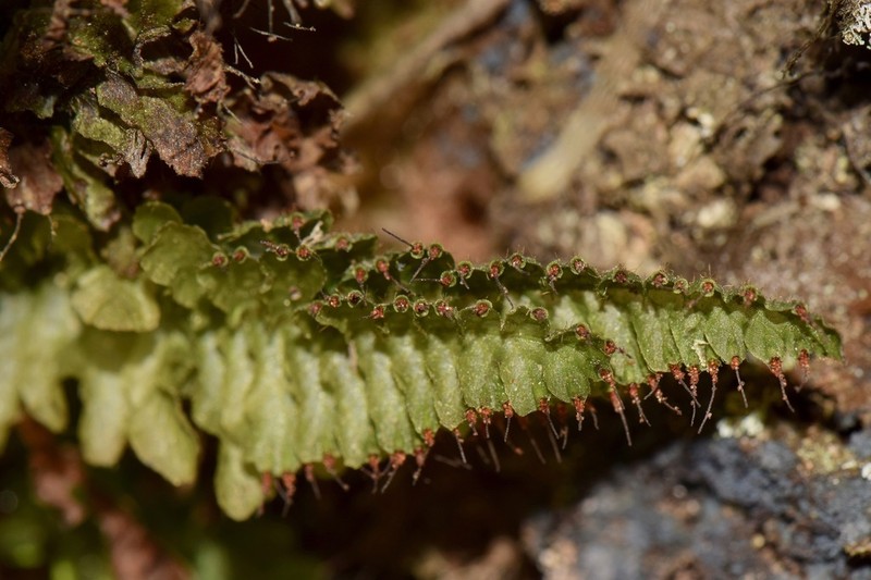 Trichomanes galeottii photo 2