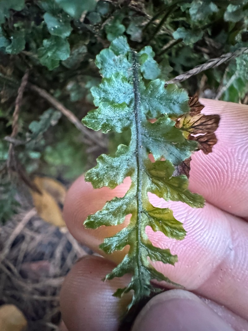 Trichomanes galeottii photo 3