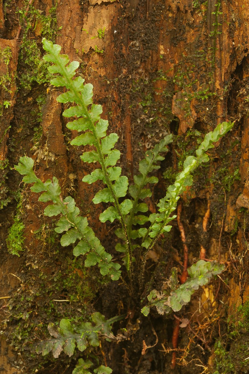Trichomanes galeottii photo 4