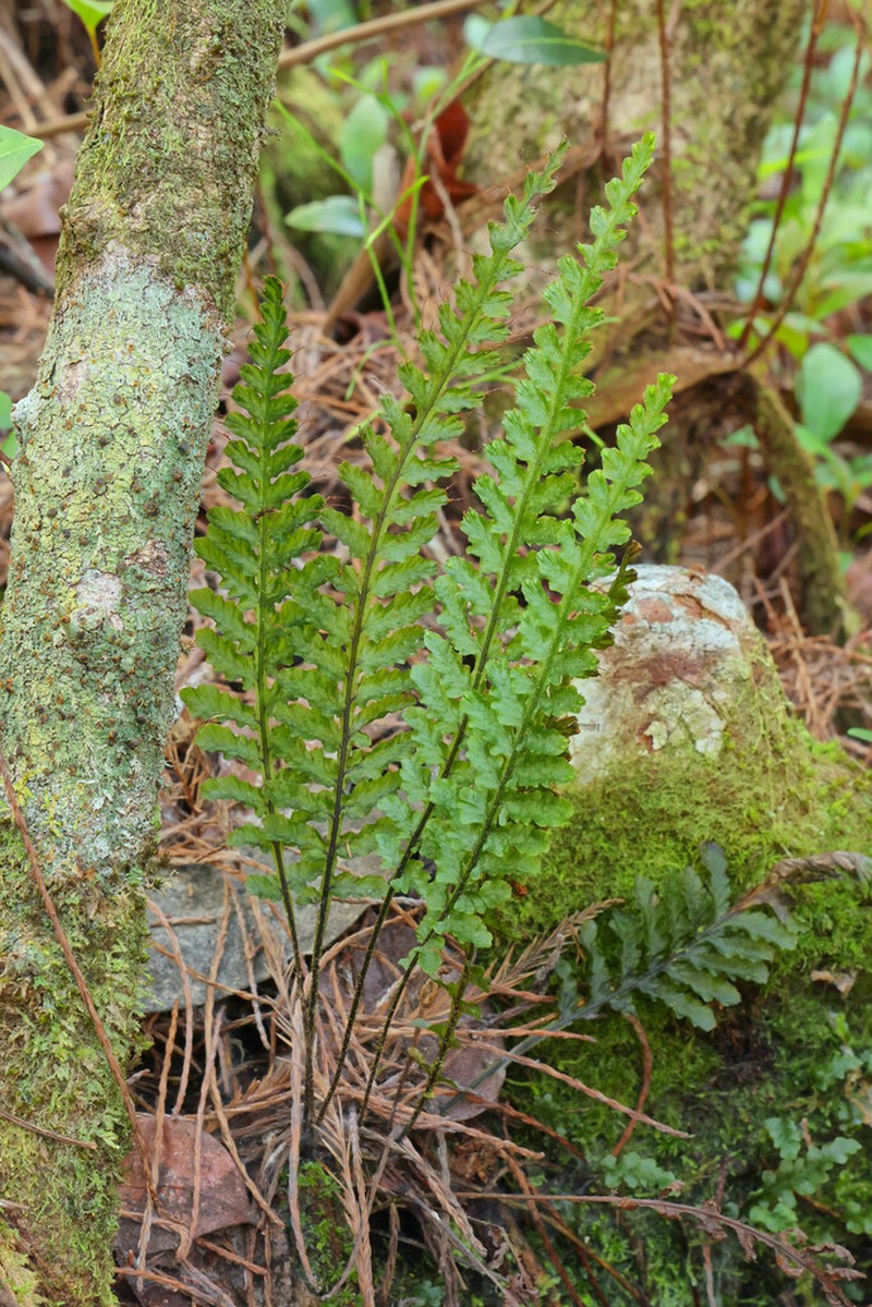 Trichomanes galeottii photo 5