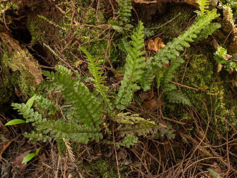 Trichomanes galeottii photo 6