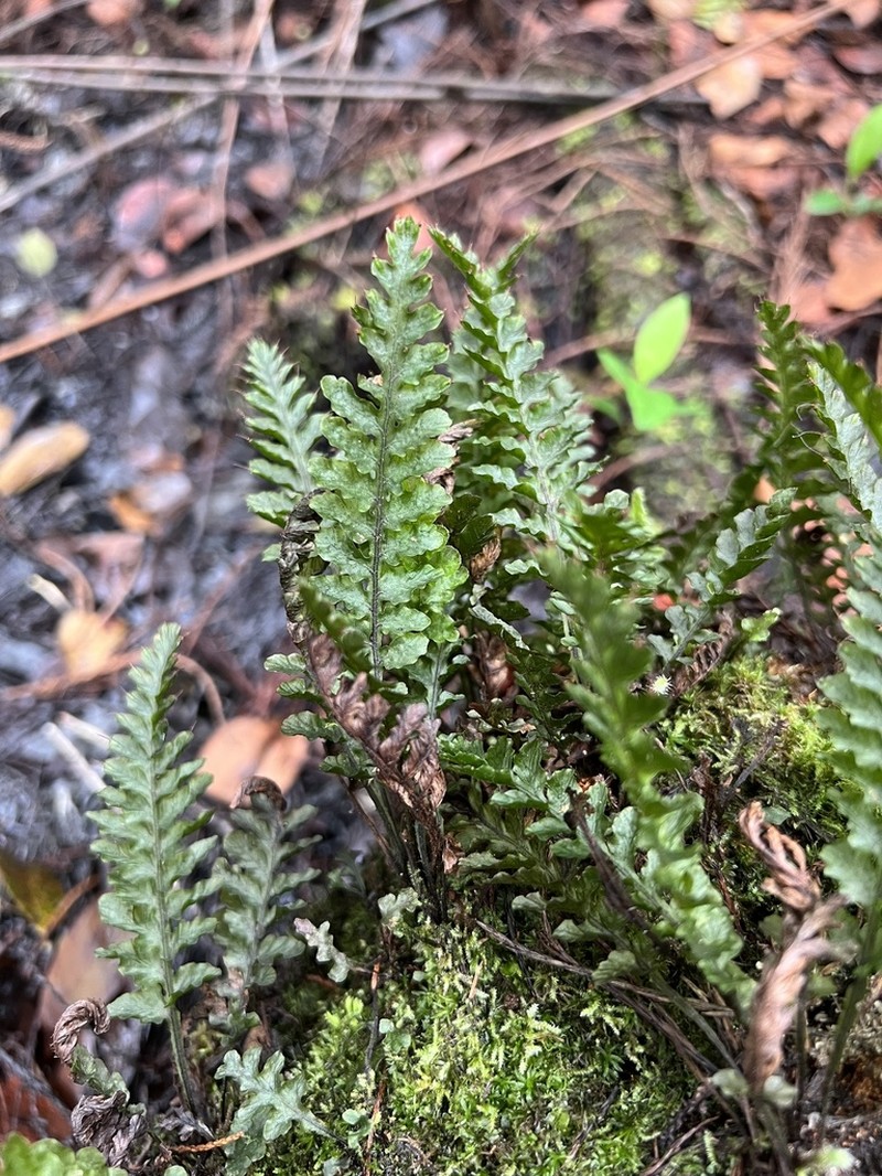Trichomanes galeottii photo 7