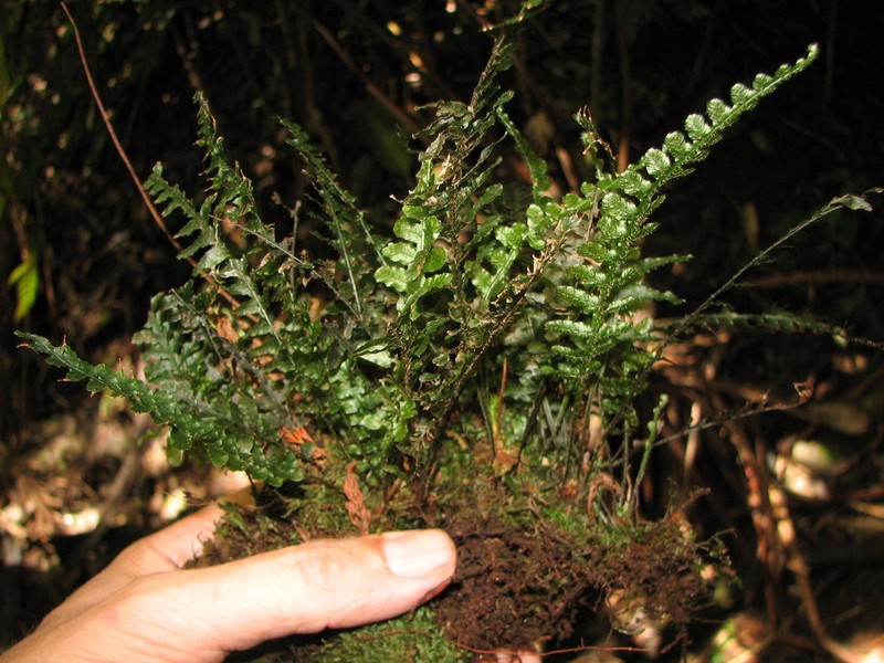 Trichomanes galeottii photo 8