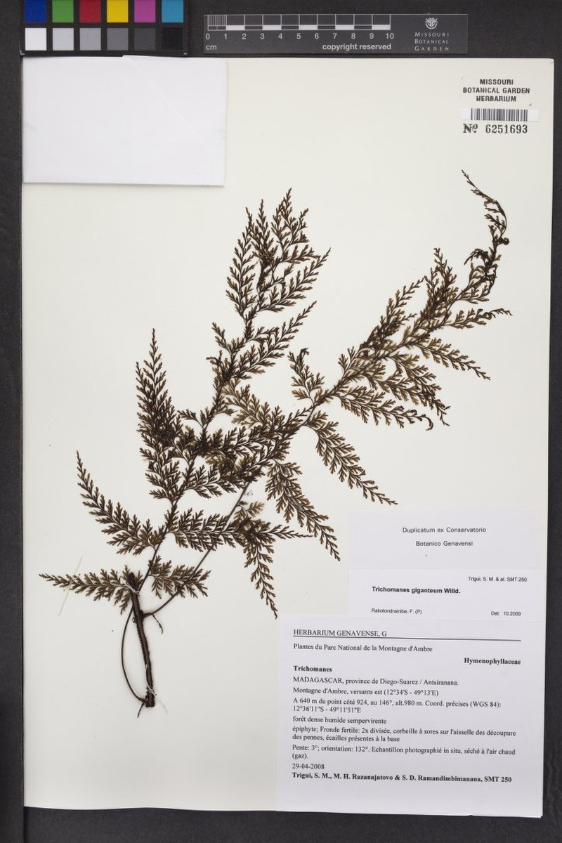 Trichomanes giganteum photo 3