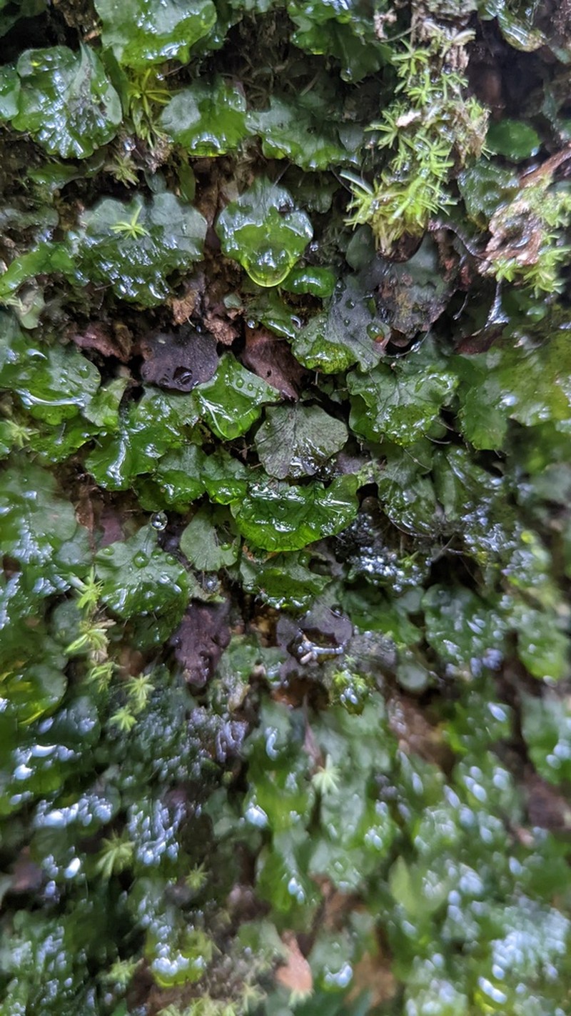 Trichomanes godmanii