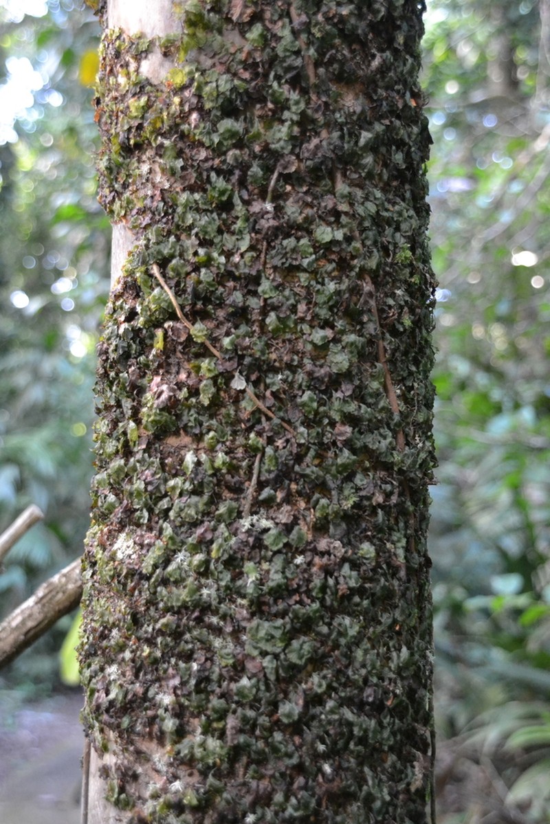 Trichomanes godmanii photo 2