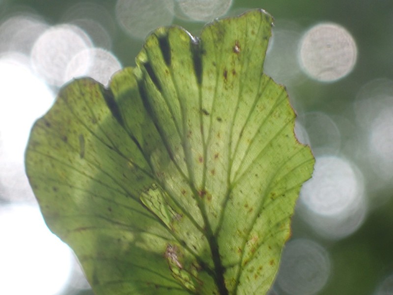 Trichomanes godmanii photo 4