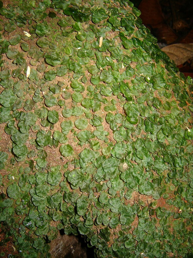 Trichomanes godmanii photo 5