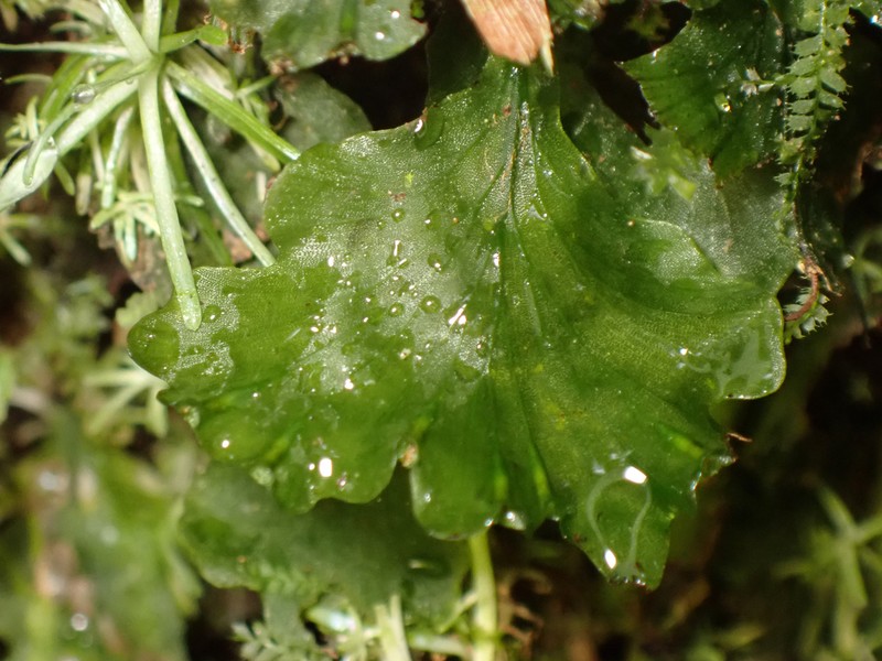 Trichomanes godmanii photo 6