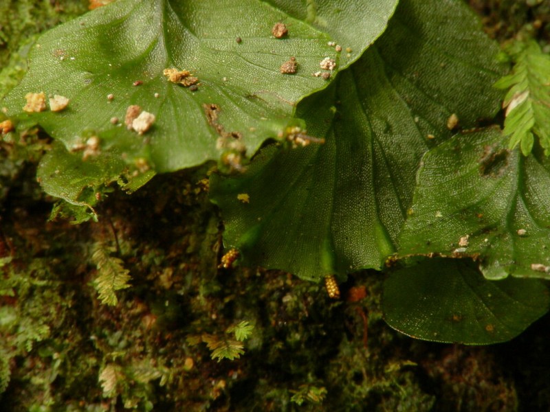 Trichomanes godmanii photo 7