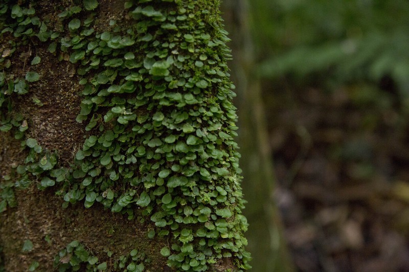 Trichomanes godmanii photo 8