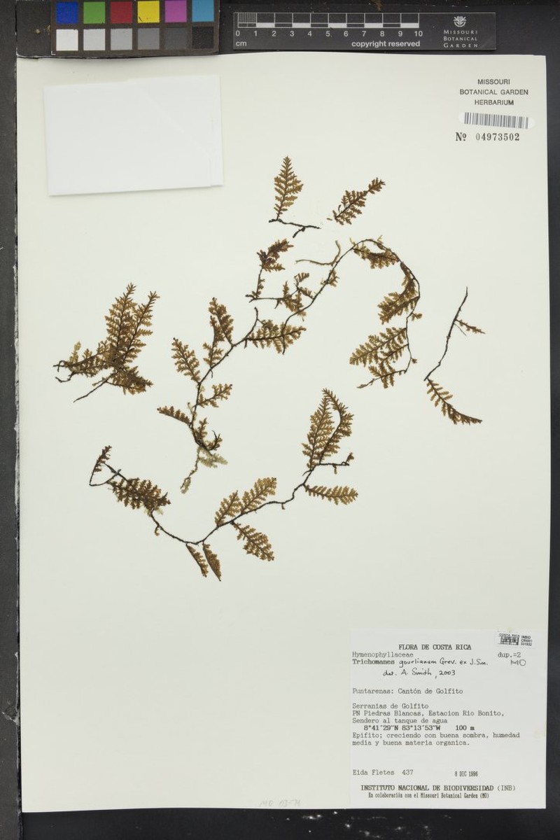 Trichomanes gourlianum