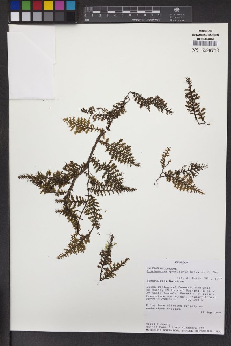 Trichomanes gourlianum photo 2