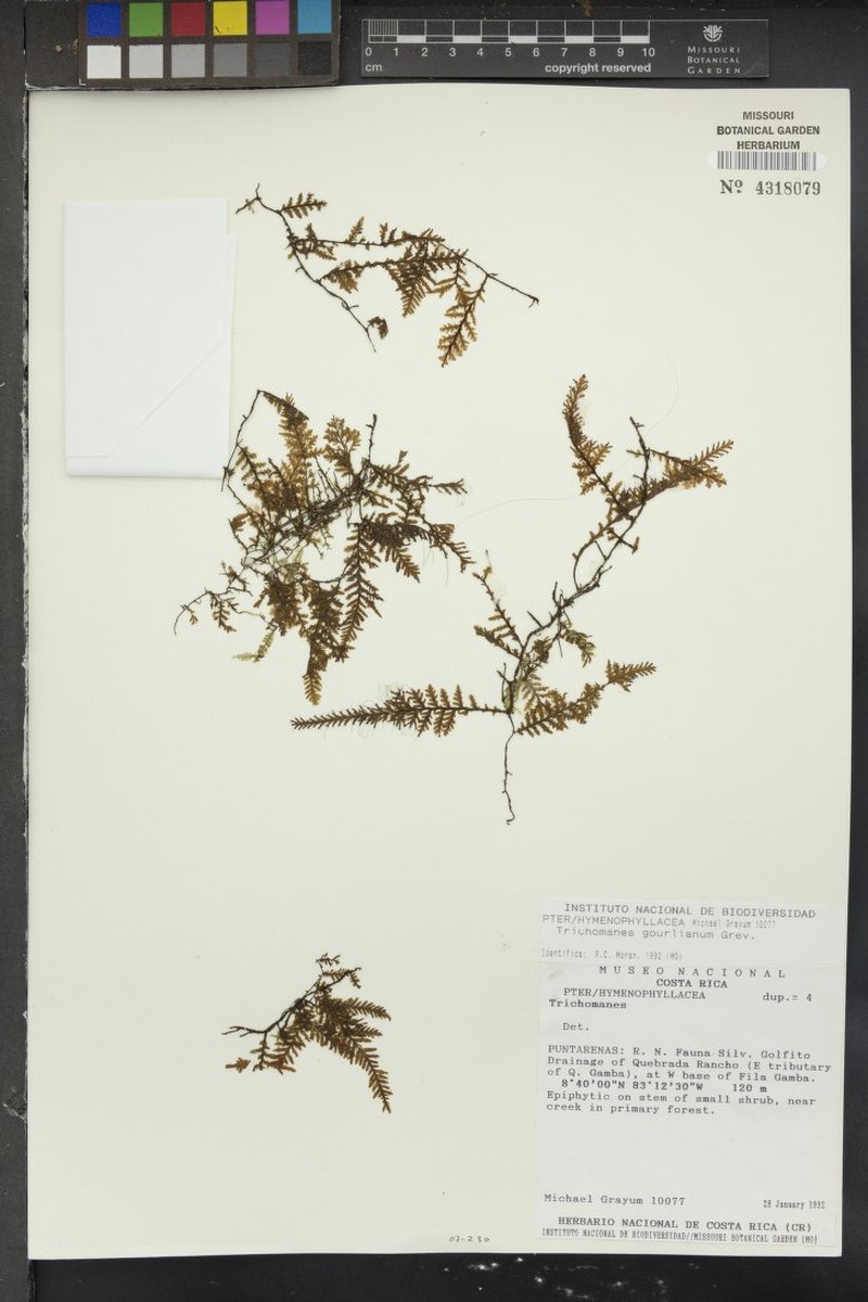Trichomanes gourlianum photo 3