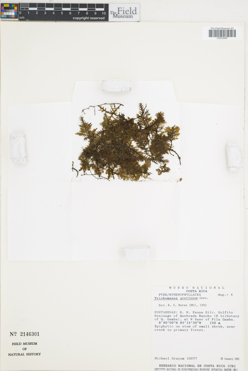 Trichomanes gourlianum photo 4