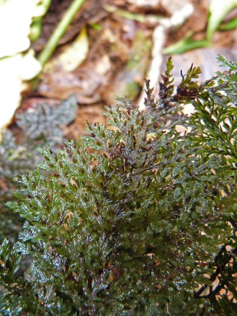 Trichomanes grande photo 2