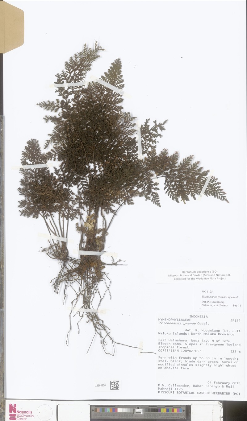 Trichomanes grande photo 4