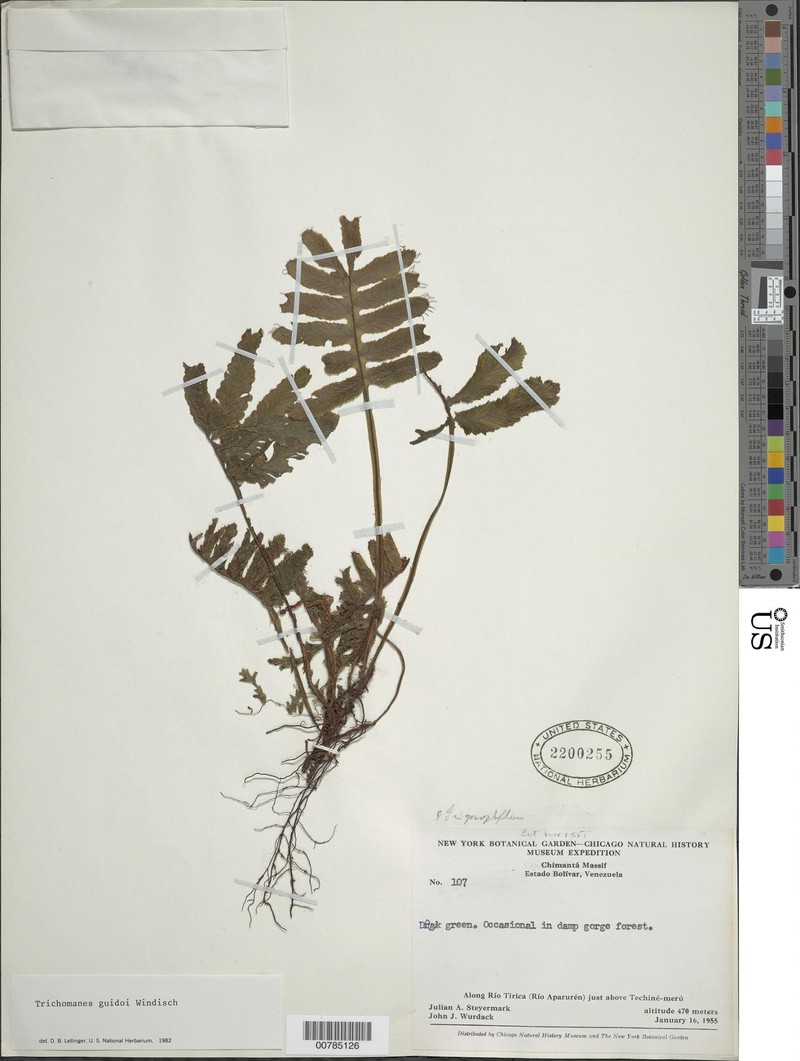Trichomanes guidoi photo 3