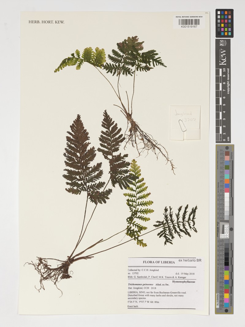 Trichomanes guineense photo 2