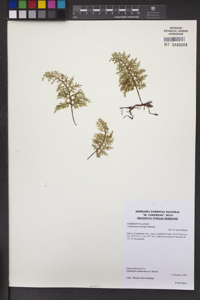 Trichomanes herzogii