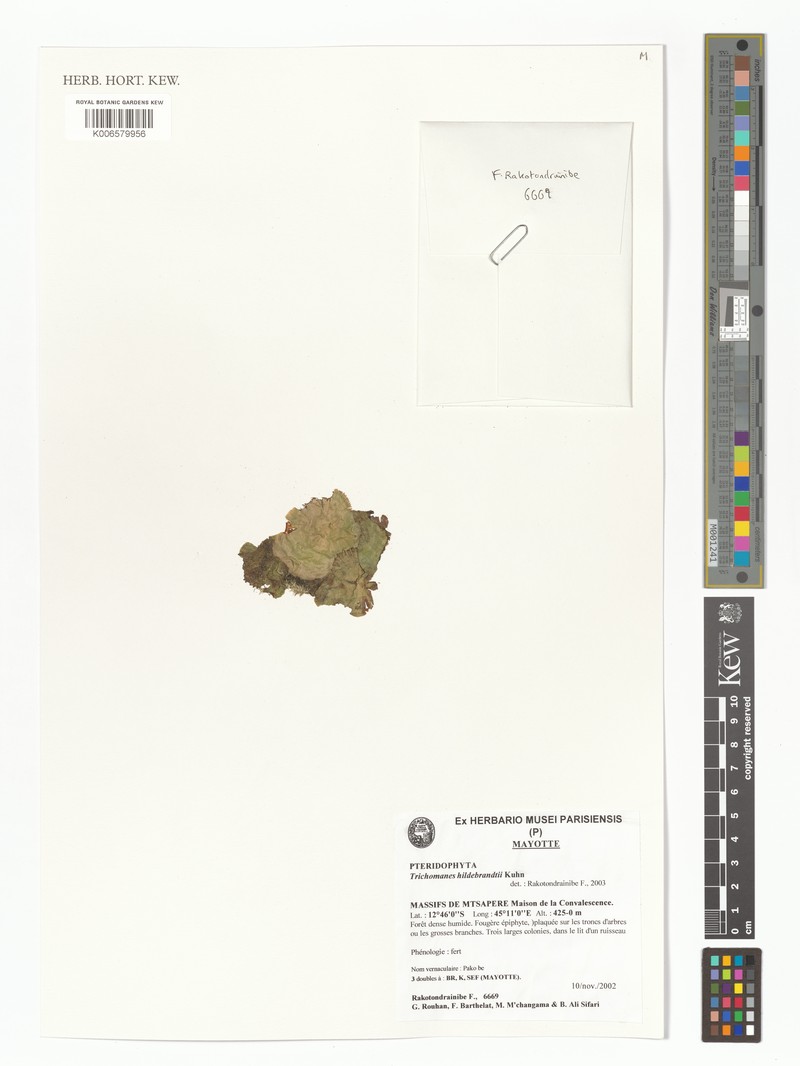 Trichomanes hildebrandtii