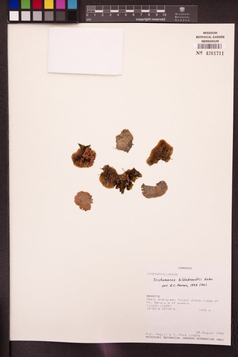 Trichomanes hildebrandtii photo 2