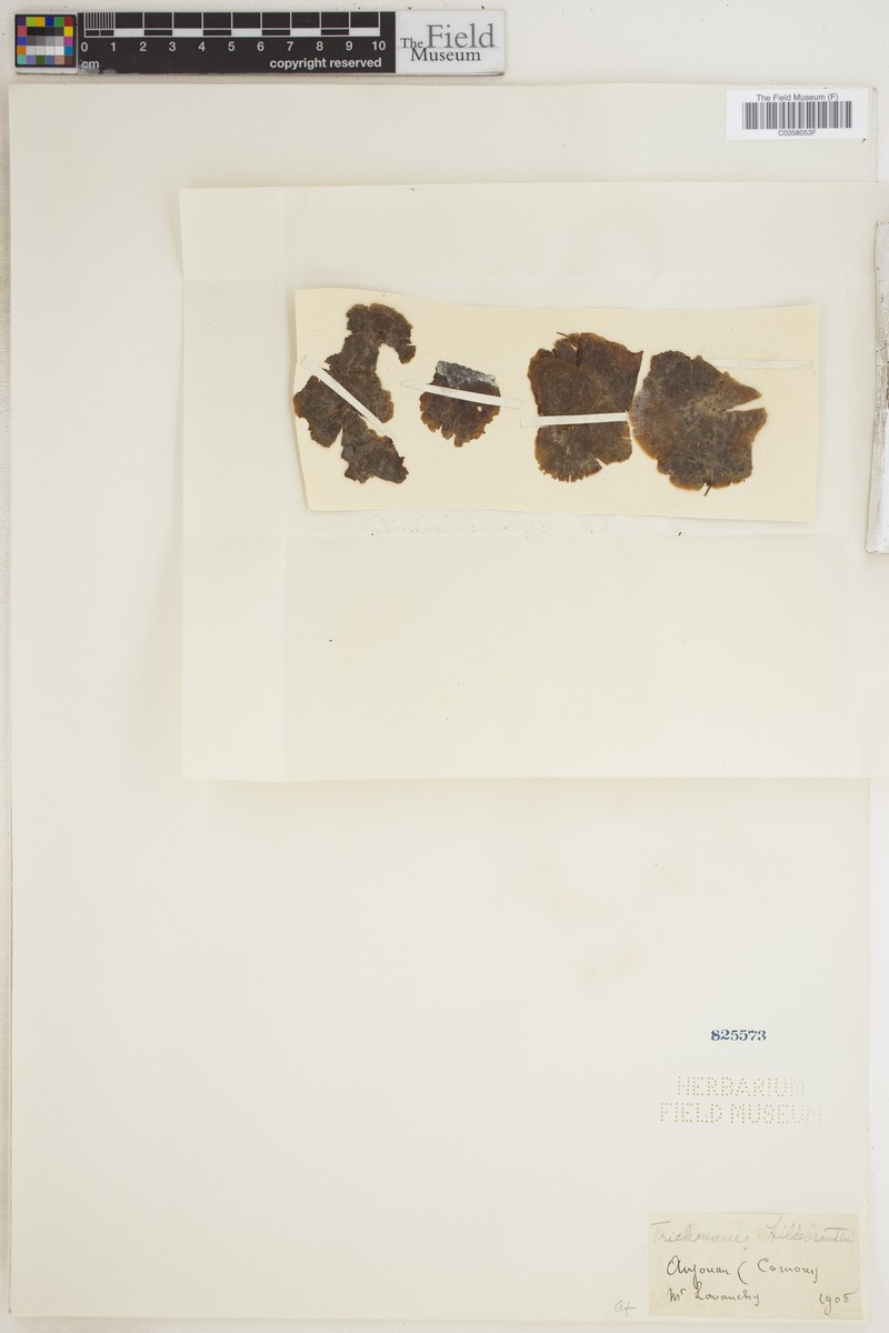 Trichomanes hildebrandtii photo 3