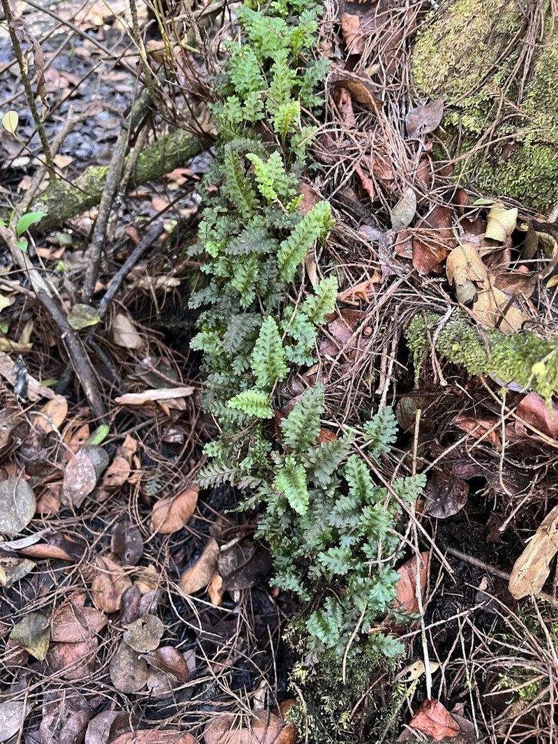 Entirewing Bristle Fern