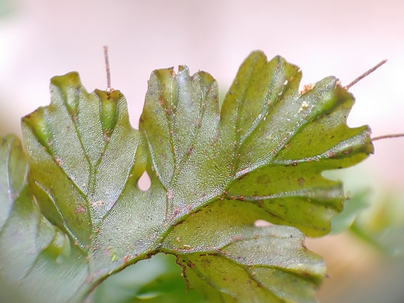 Entirewing Bristle Fern photo 2