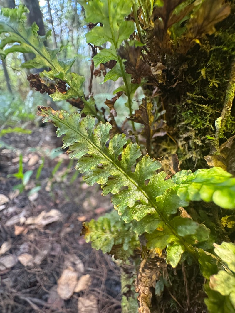 Entirewing Bristle Fern photo 3