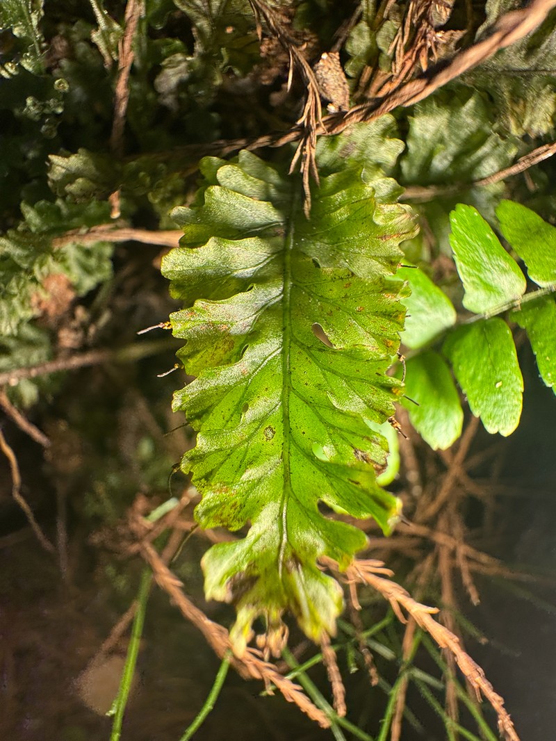 Entirewing Bristle Fern photo 5