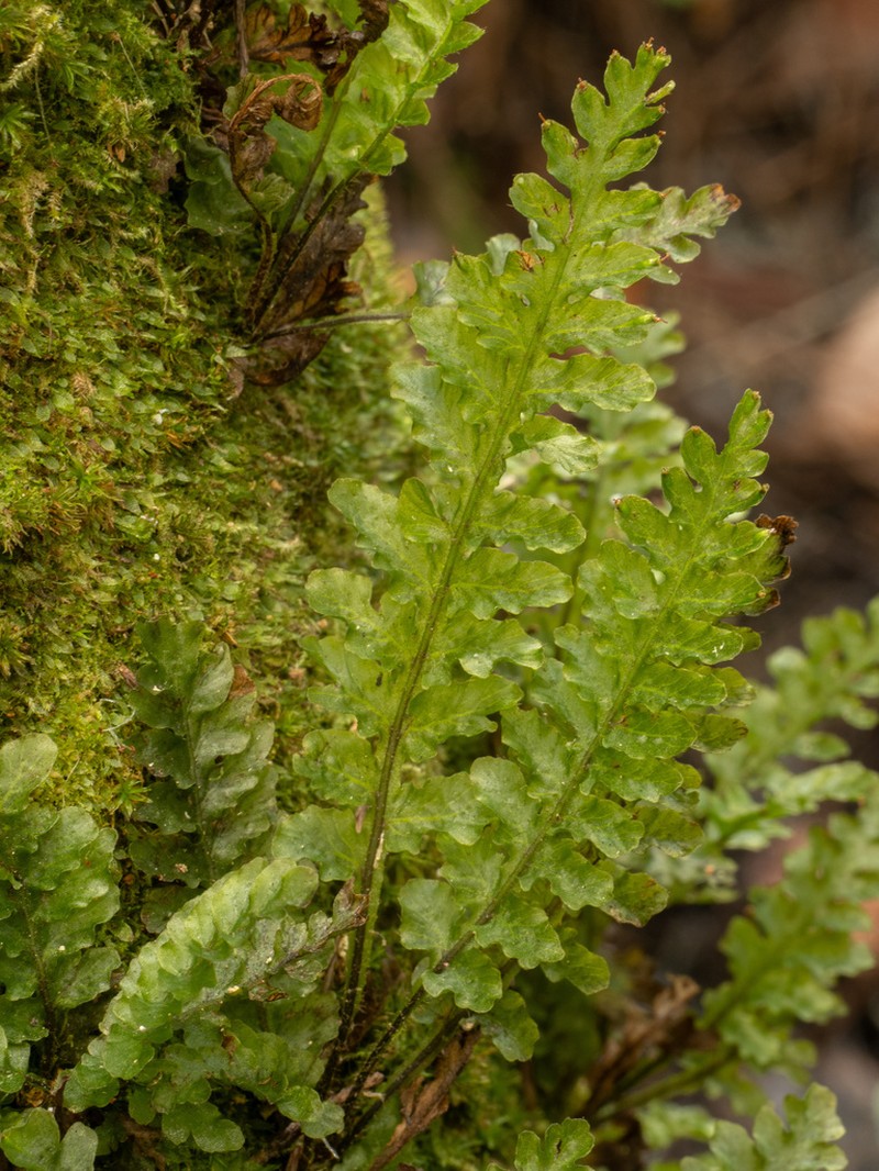 Entirewing Bristle Fern photo 6