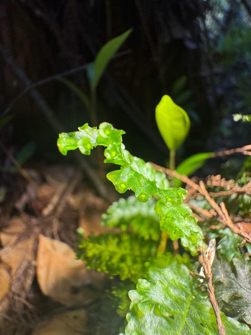 Entirewing Bristle Fern photo 8