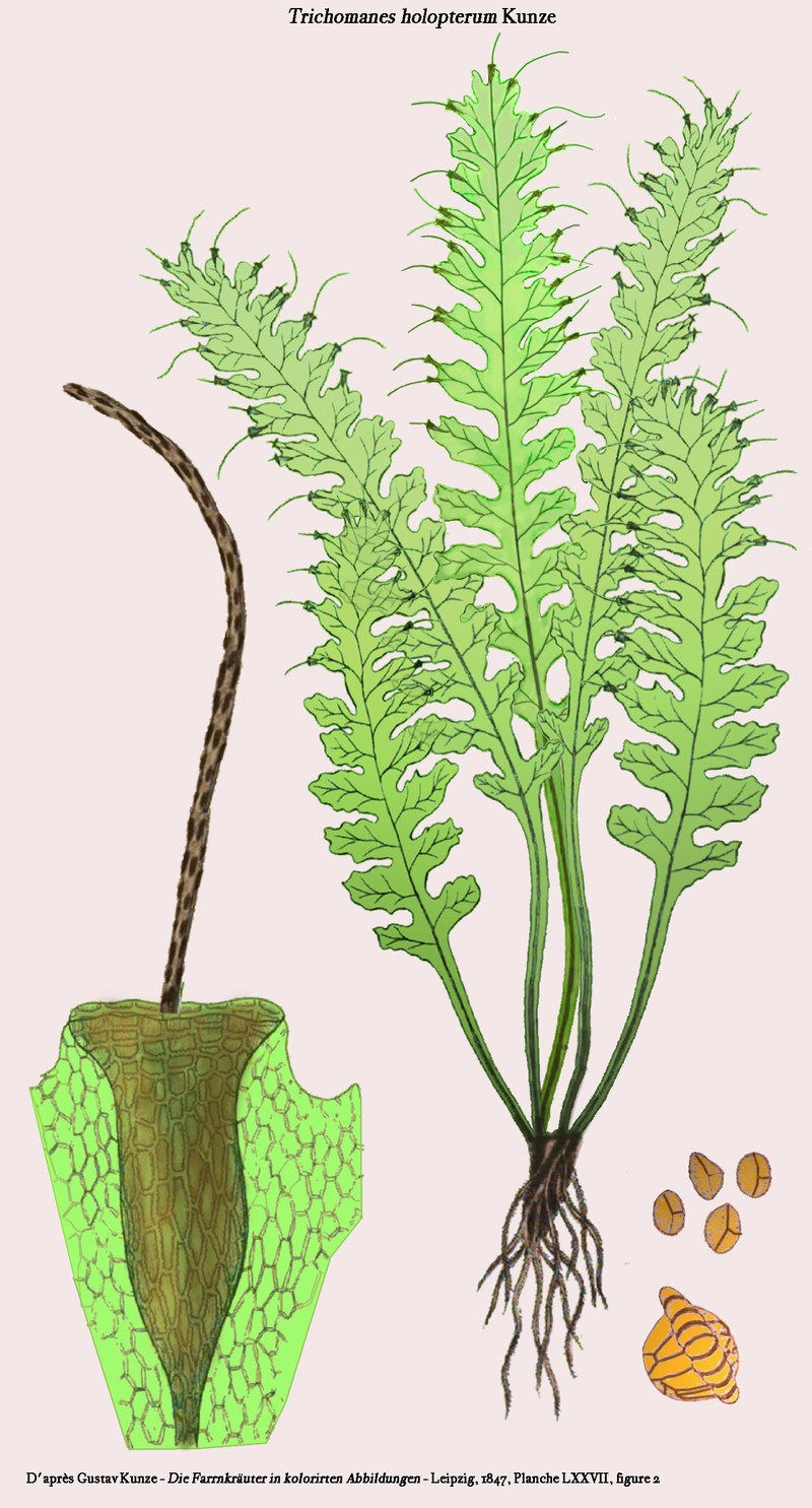 Entirewing Bristle Fern