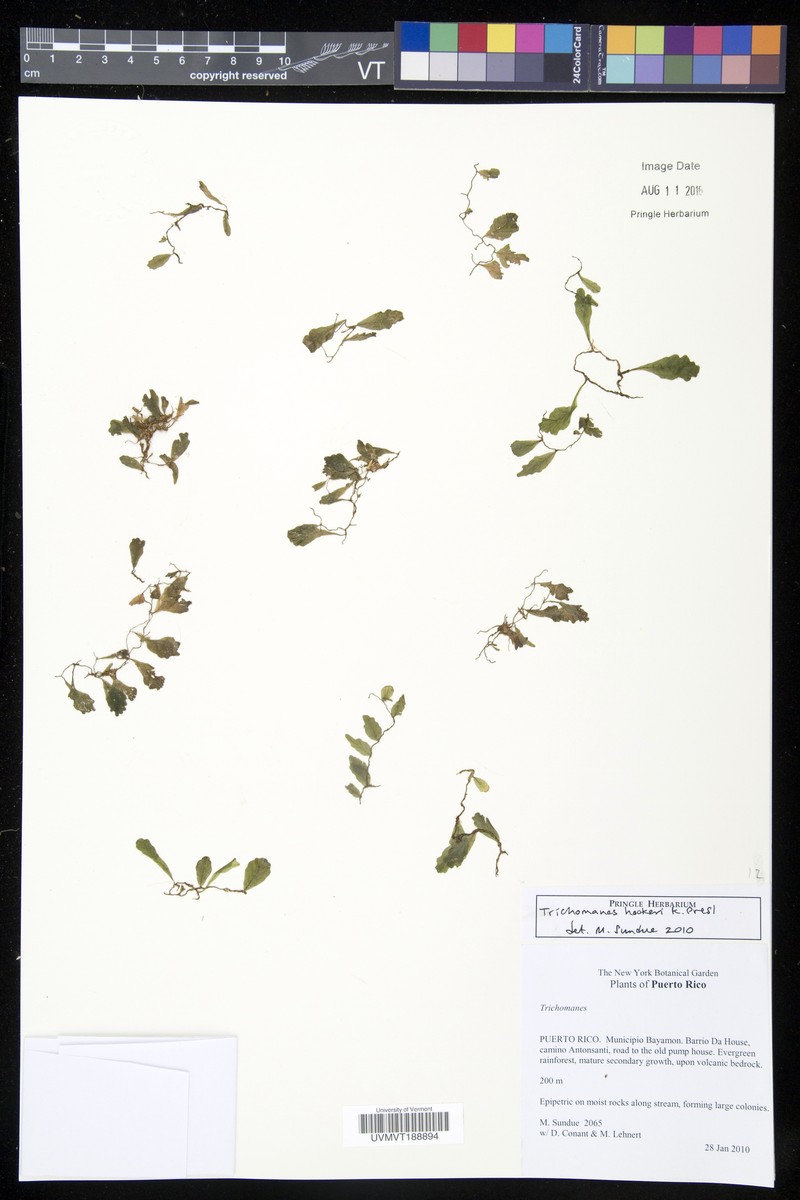 Hooker's Bristle Fern