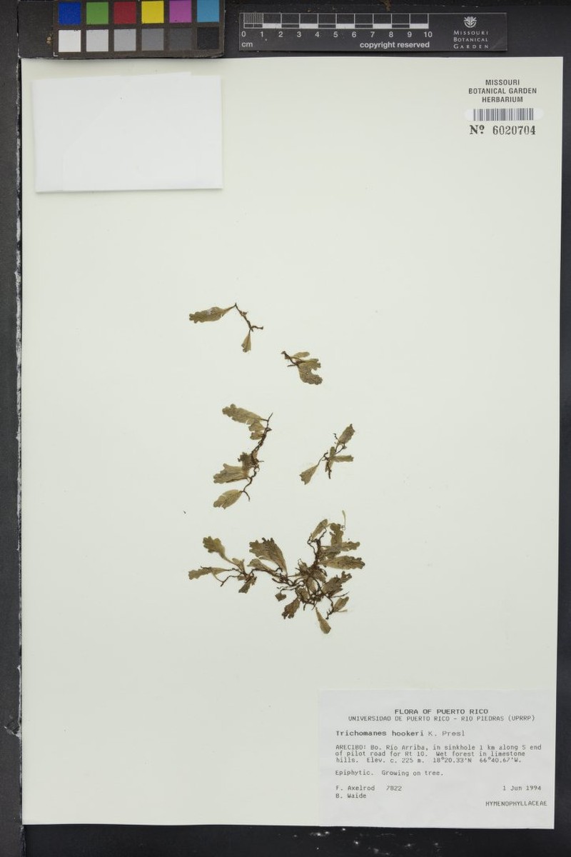 Hooker's Bristle Fern photo 2