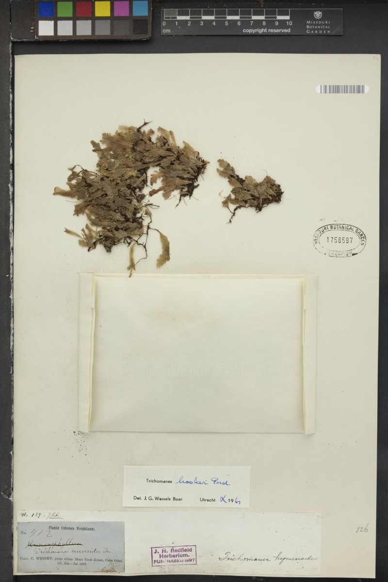 Hooker's Bristle Fern photo 5