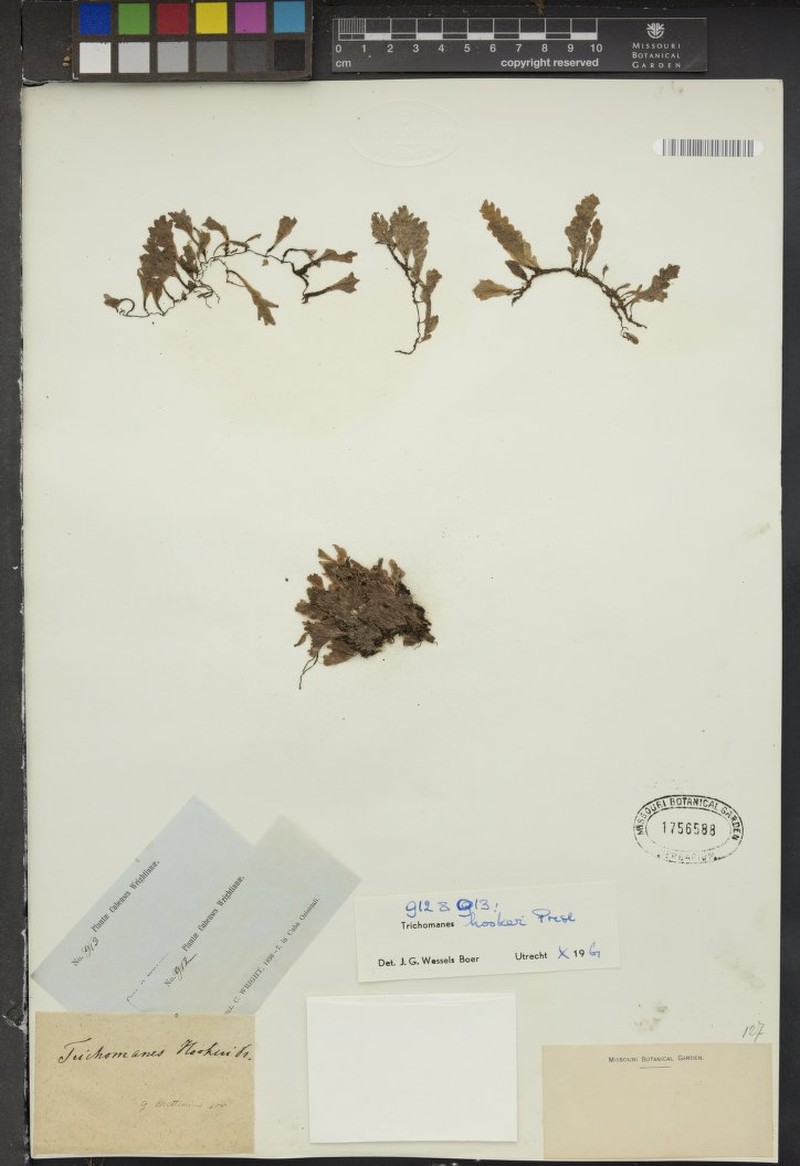 Hooker's Bristle Fern photo 7