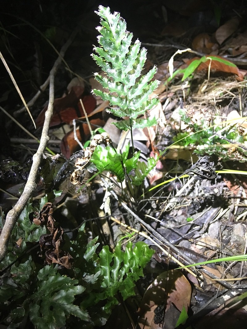 Trichomanes hostmannianum
