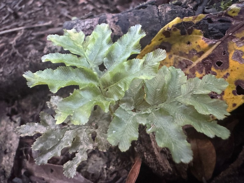 Trichomanes hostmannianum photo 2