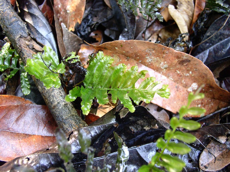 Trichomanes hostmannianum photo 5