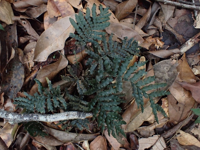 Trichomanes hostmannianum photo 6