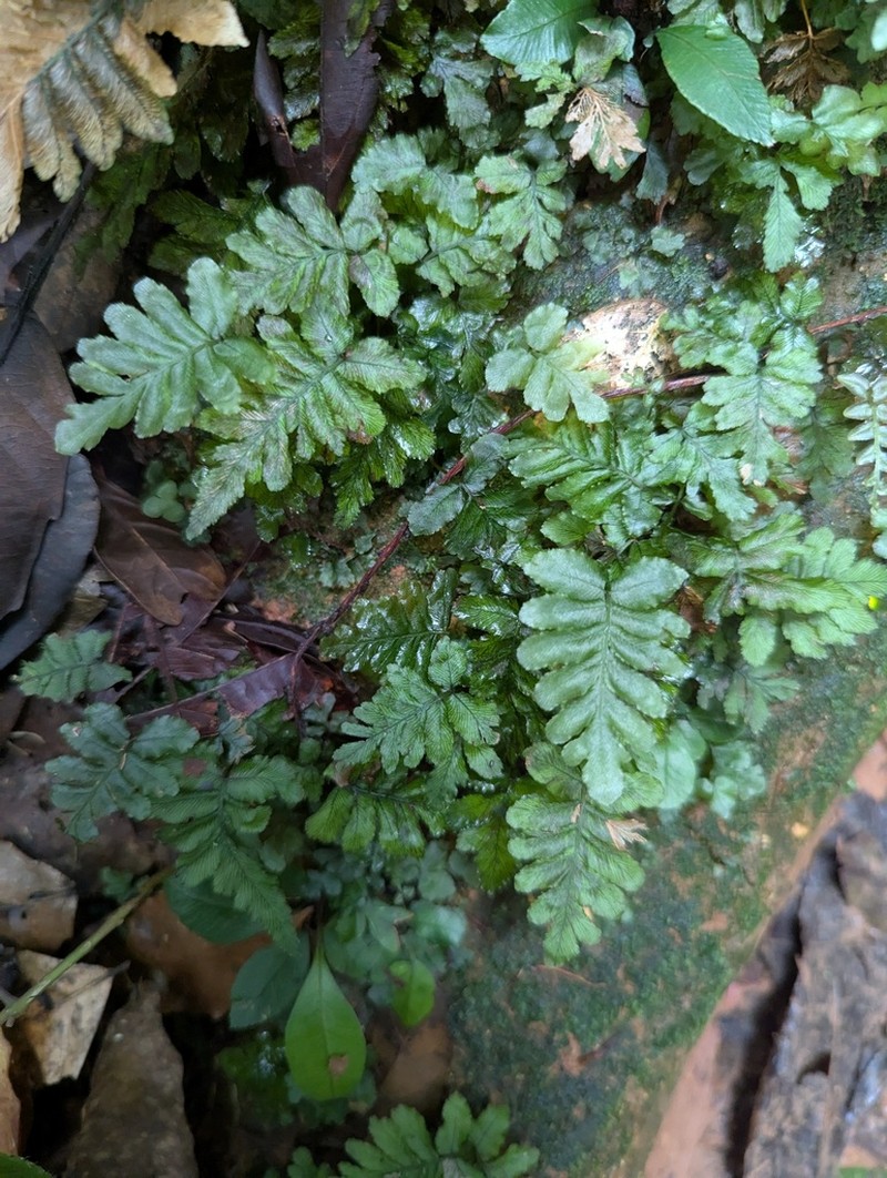Trichomanes hostmannianum photo 8
