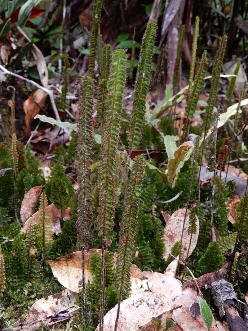 Trichomanes humboldtii