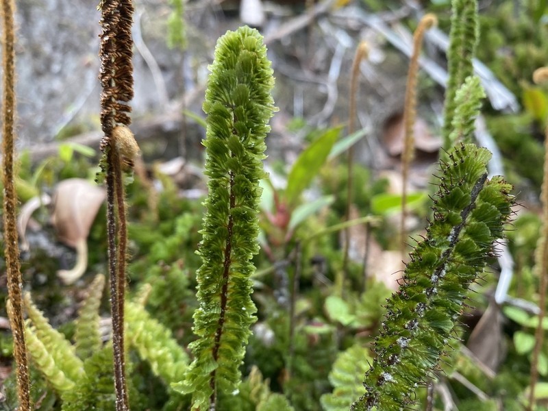 Trichomanes humboldtii photo 2