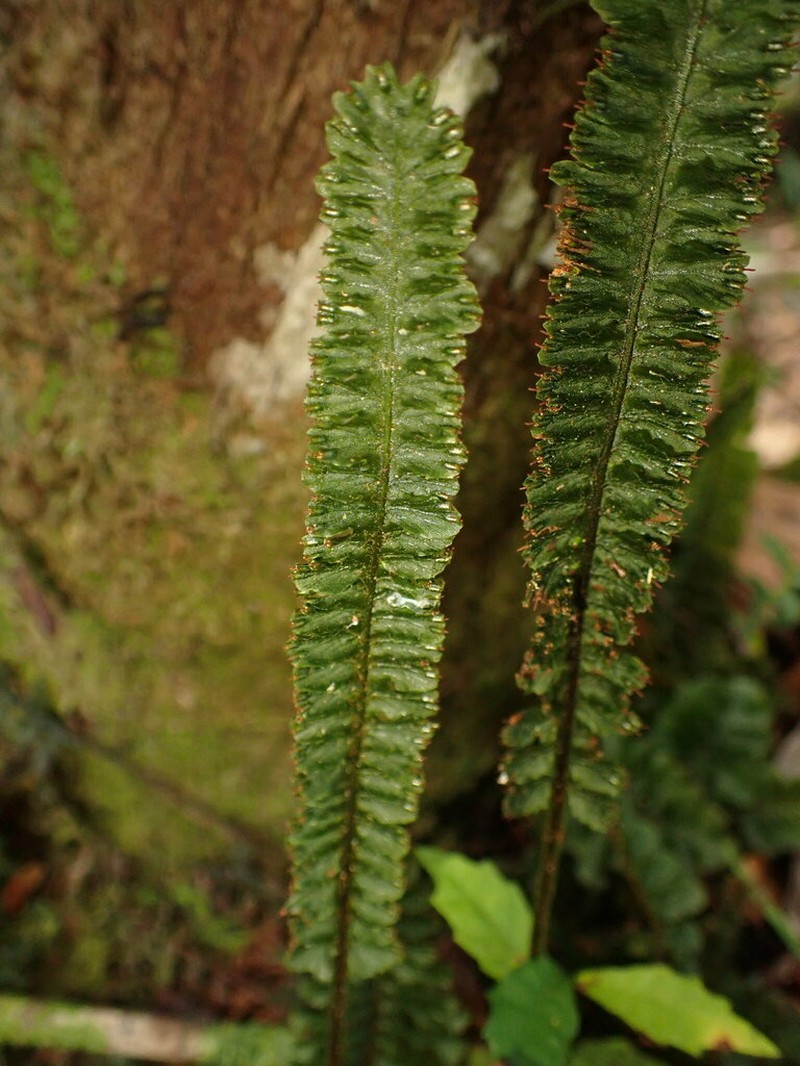 Trichomanes humboldtii photo 3