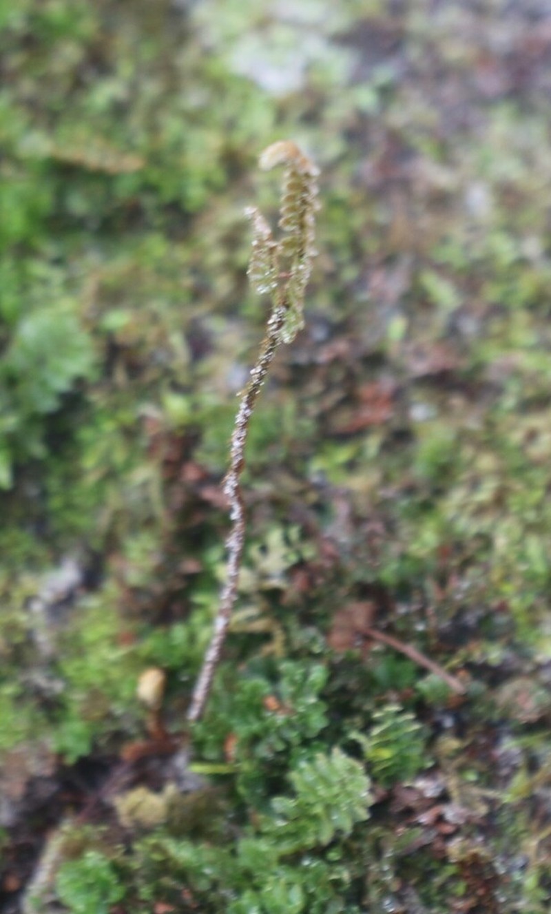Trichomanes humboldtii photo 4