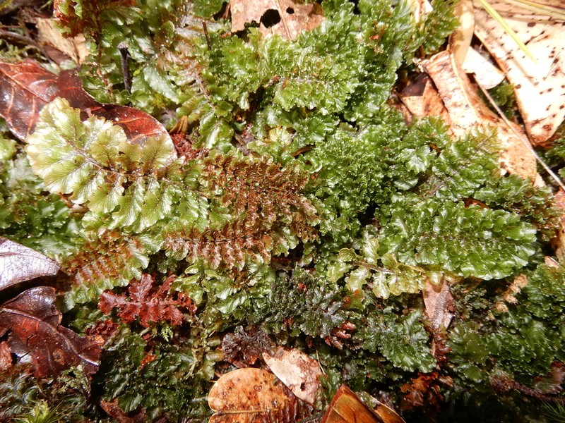 Trichomanes humboldtii photo 5
