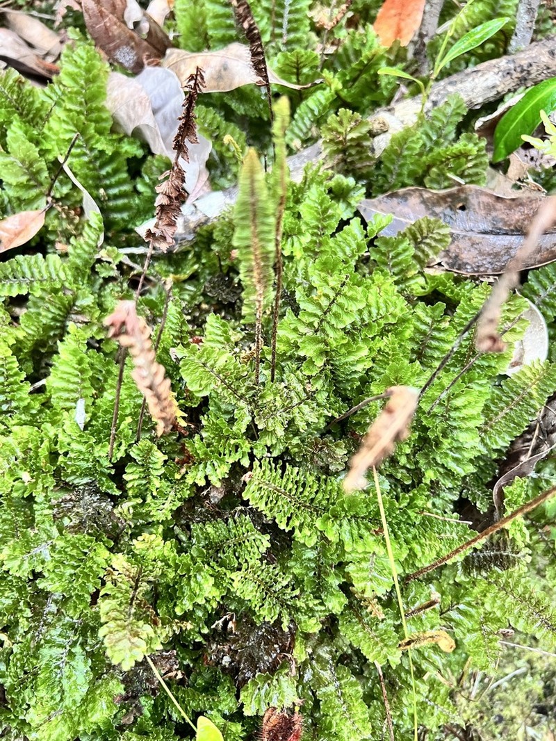 Trichomanes humboldtii photo 6