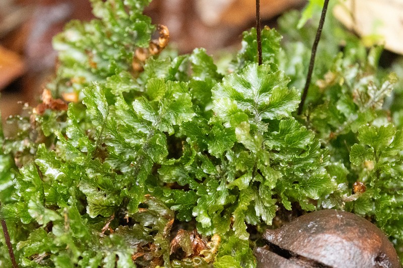 Trichomanes humboldtii photo 7